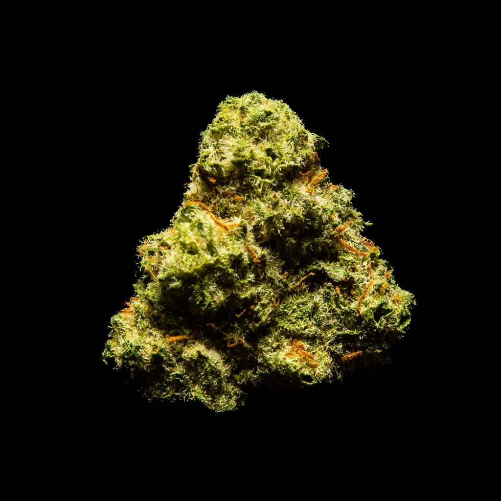 Singapore Sling Indoor Smalls -FLOAT- 082725 20250813SASSS.webp