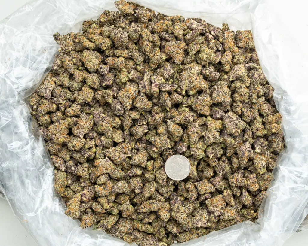 Lemon Slam Indoor Smalls -BAG- 082725 20250813SALMS.webp