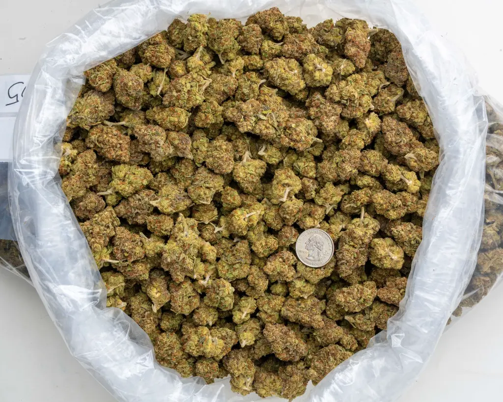Slurty -BAG- 091125 20250911FGPNC.webp