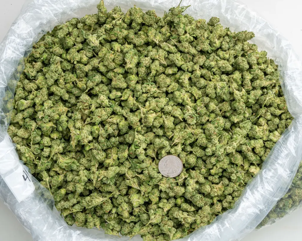 Bananaconda Indoor Smalls -BAG- 091125 091125MHMBS.webp