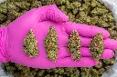 Northern Lights Indoor  -PINK- 091125.webp
