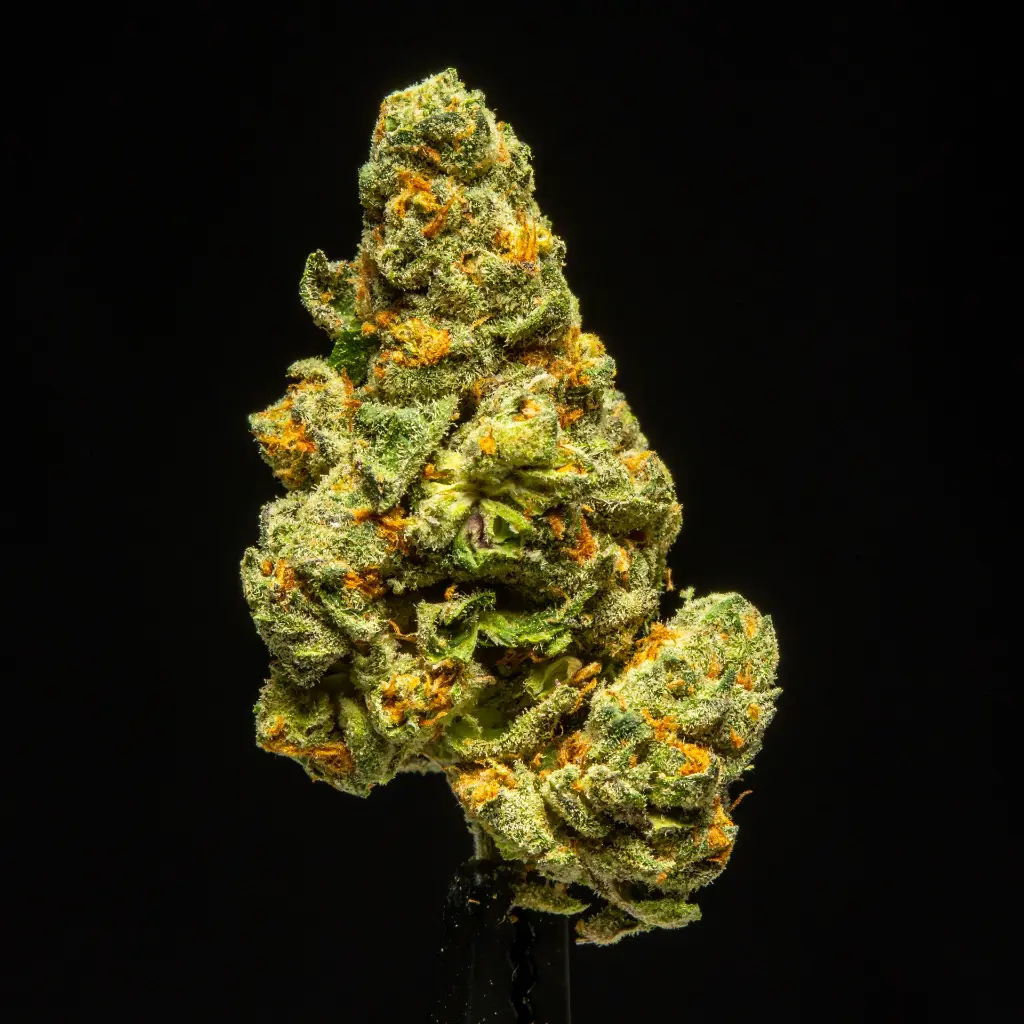 Northern Lights Indoor  -FLOAT- 091125.webp