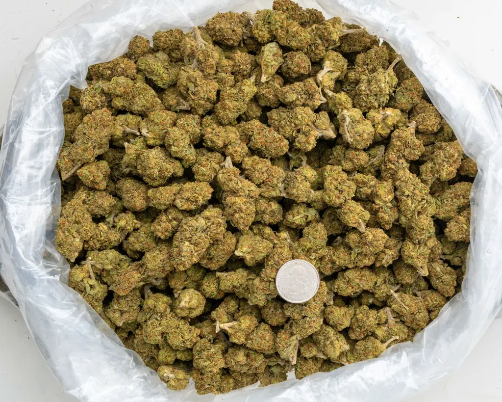 Lemon Cherry Guava  -BAG- 091125.webp