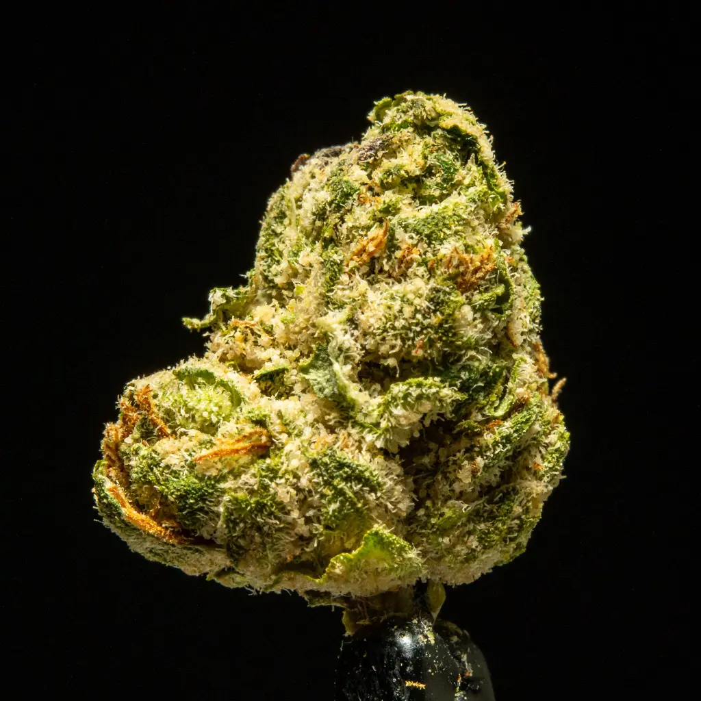 Gummiez Indoor Smalls -FLOAT- 091125.webp