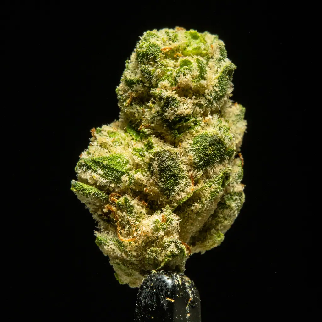 La Pop Rocks Indoor Smalls -FLOAT- 091125.webp