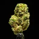 La Pop Rocks Indoor Smalls -FLOAT- 091125.webp