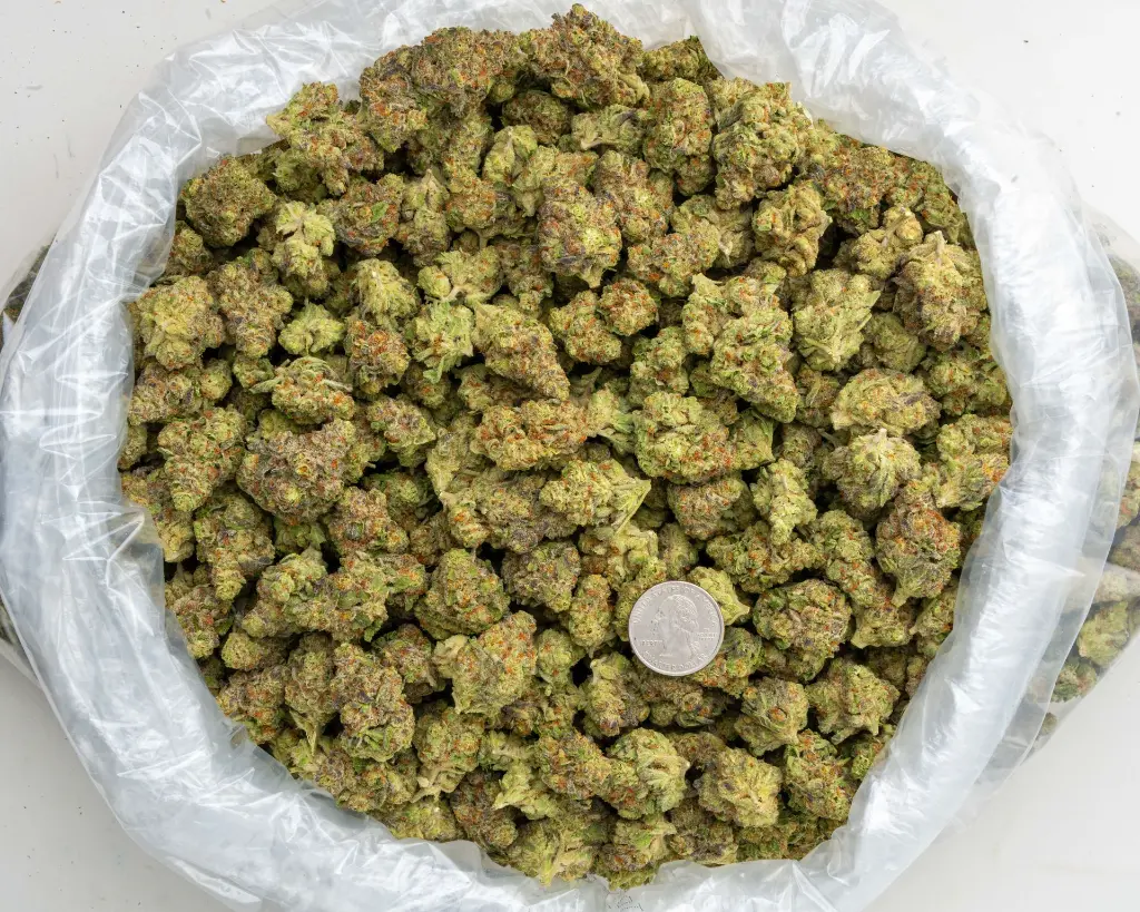 Sherb Scotty Mediums -BAG- 091125.webp