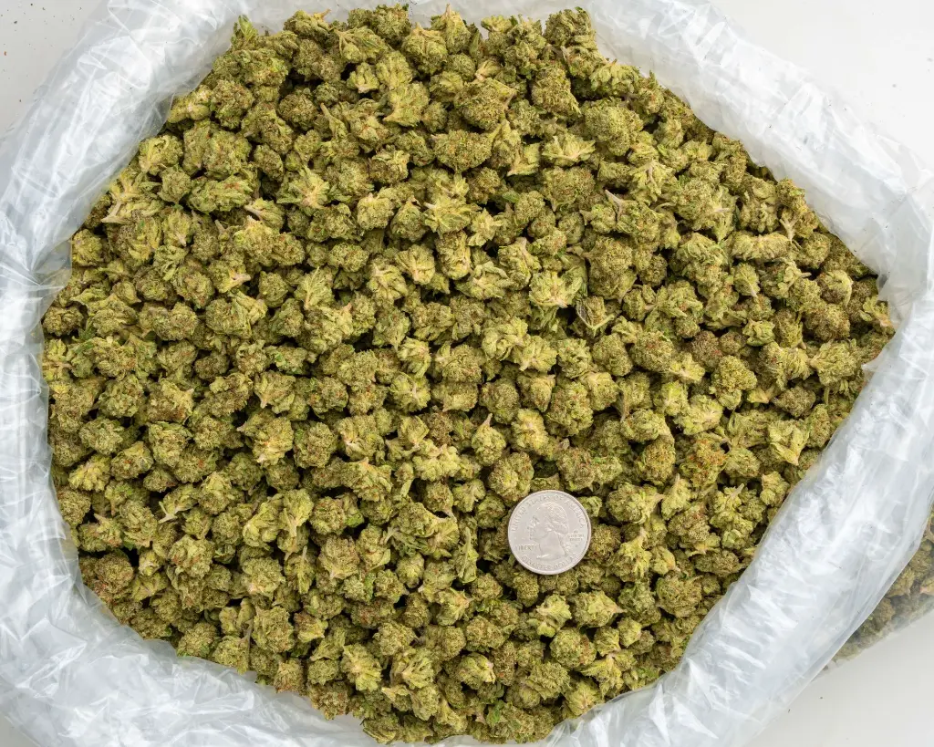 Zahiti Lime Smalls -BAG- 091125.webp