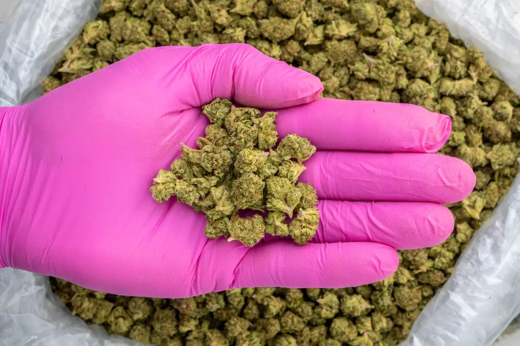 Zahiti Lime Smalls -PINK- 091125.webp