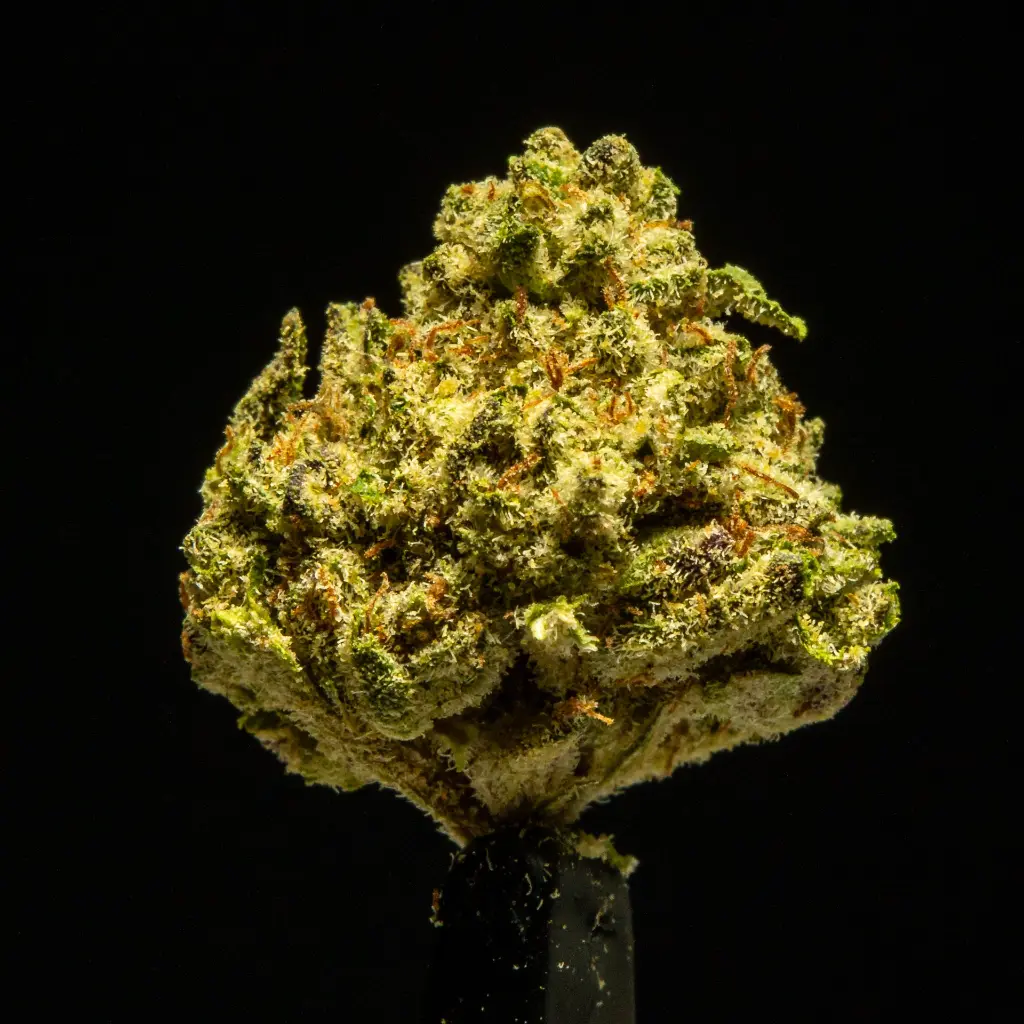 Zahiti Lime Smalls -FLOAT- 091125.webp