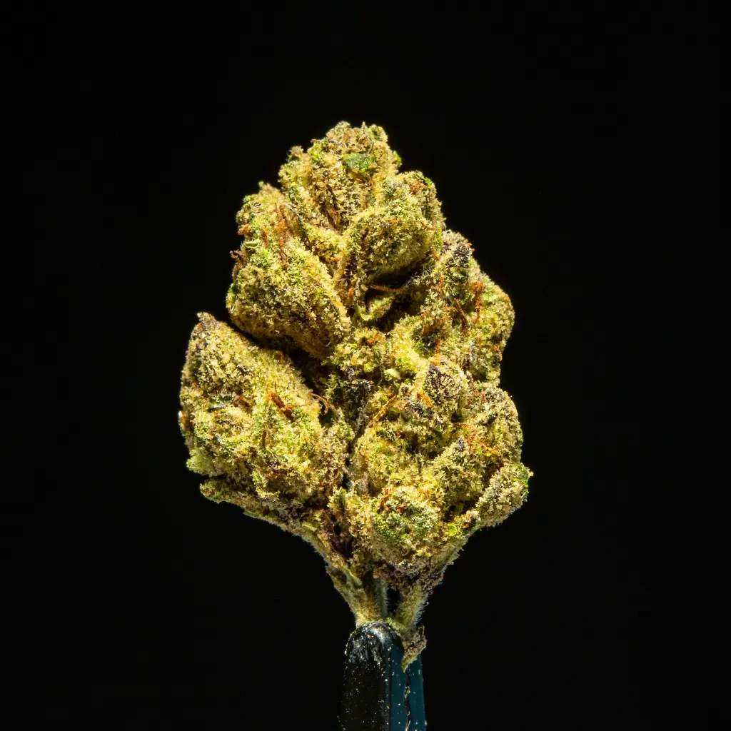 Sherbacio -FLOAT- 091825 20250918RBG3D.webp