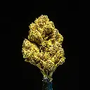 Sherbacio -FLOAT- 091825 20250918RBG3D.webp