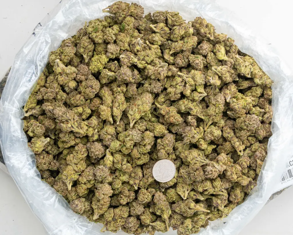 Sherbacio -BAG- 091825 20250918RBG3D.webp