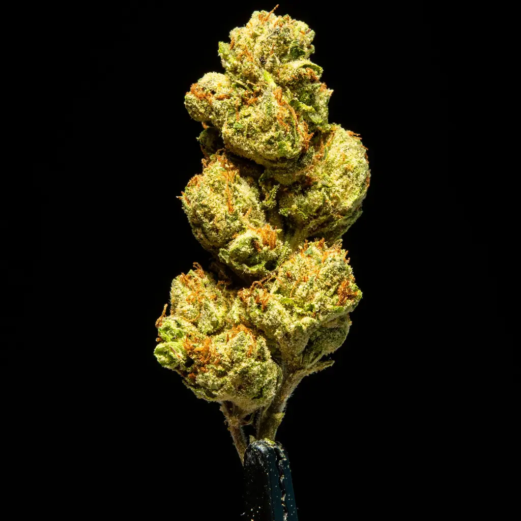 Gelato #33 -FLOAT- 091825 20250918RBG33.webp