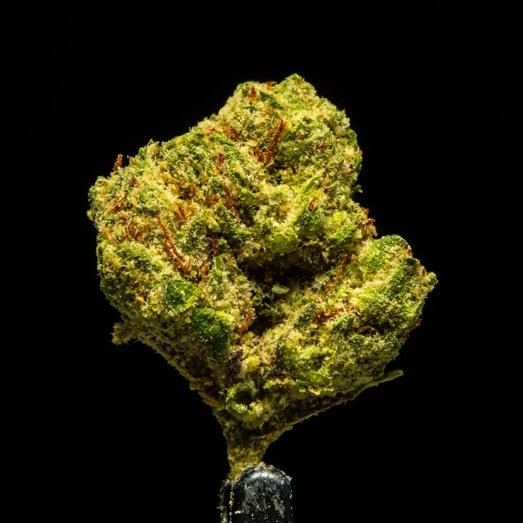 Gelato #33 Smalls -FLOAT- 091825 20250918RBG3S.webp