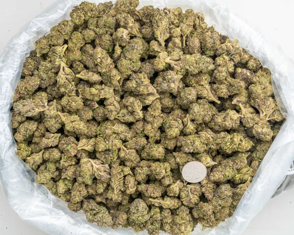 Runtz -BAG- 091825 20250918RBDBR.webp