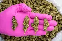 Bolo Runtz -PINK- 091825 20250918RBBRZ.webp