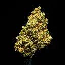 Super Lemon Haze -FLOAT- 091825.webp
