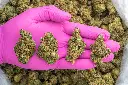 Super Lemon Haze -PINK- 091825.webp