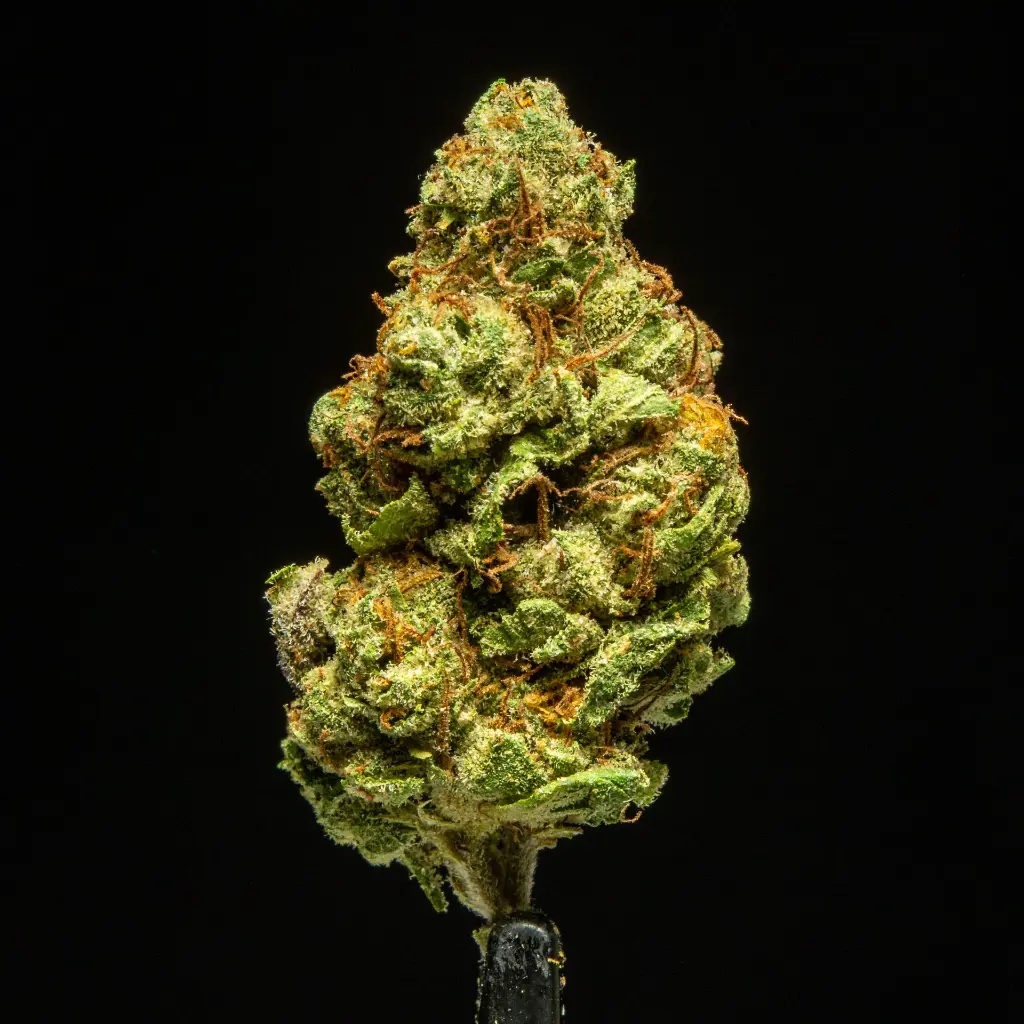 Candy Glue Indoor -FLOAT- 091125 091125MHMBG.webp