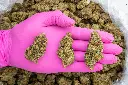 Midnight Phunk Indoor -PINK- 091925 20250917FHLC1.webp