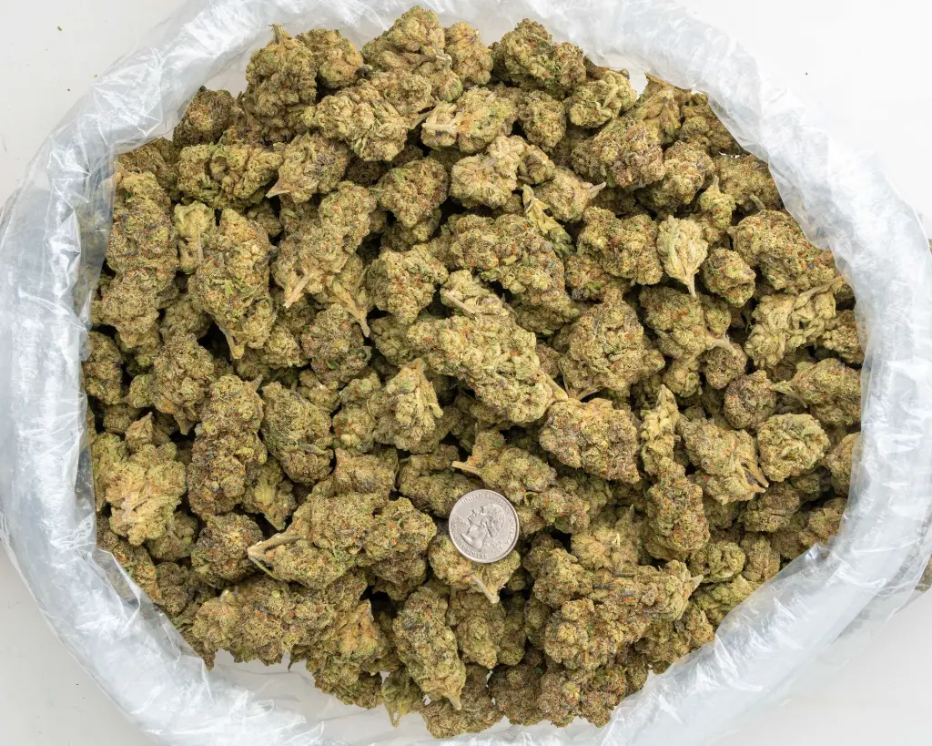 Midnight Phunk Indoor -BAG- 091925 20250917FHLC1.webp