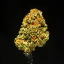 Kush Crasher -FLOAT- 091925 20250917FHLC2.webp