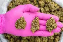 Kush Crasher -PINK- 091925 20250917FHLC2.webp