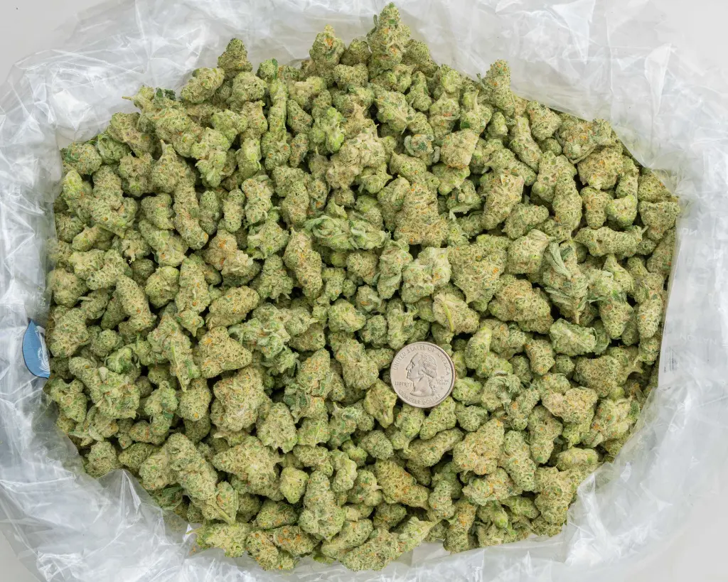 Chimera Junky Indoor Smalls -BAG- 092625 20250925SACJS.webp