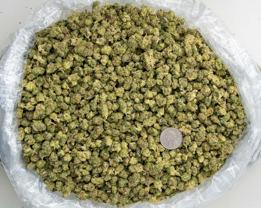 LA Pop Rocks Indoor Smalls -BAG- 073125 20250731TVPRM.webp