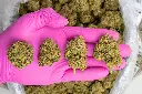 Sweet Island Skunk -PINK- 052825 20250527THWDC.webp