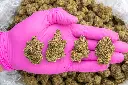 Oh Blis -PINK- 092625.webp