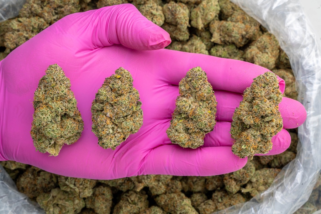 Apple Sherbet Indoor -PINK- 072825 20250725FVSOB.webp