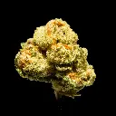 Papaya Punch -FLOAT- 092925.webp