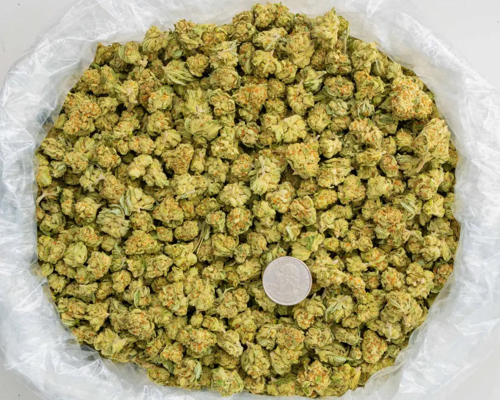 Papaya Punch -BAG- 092925.webp