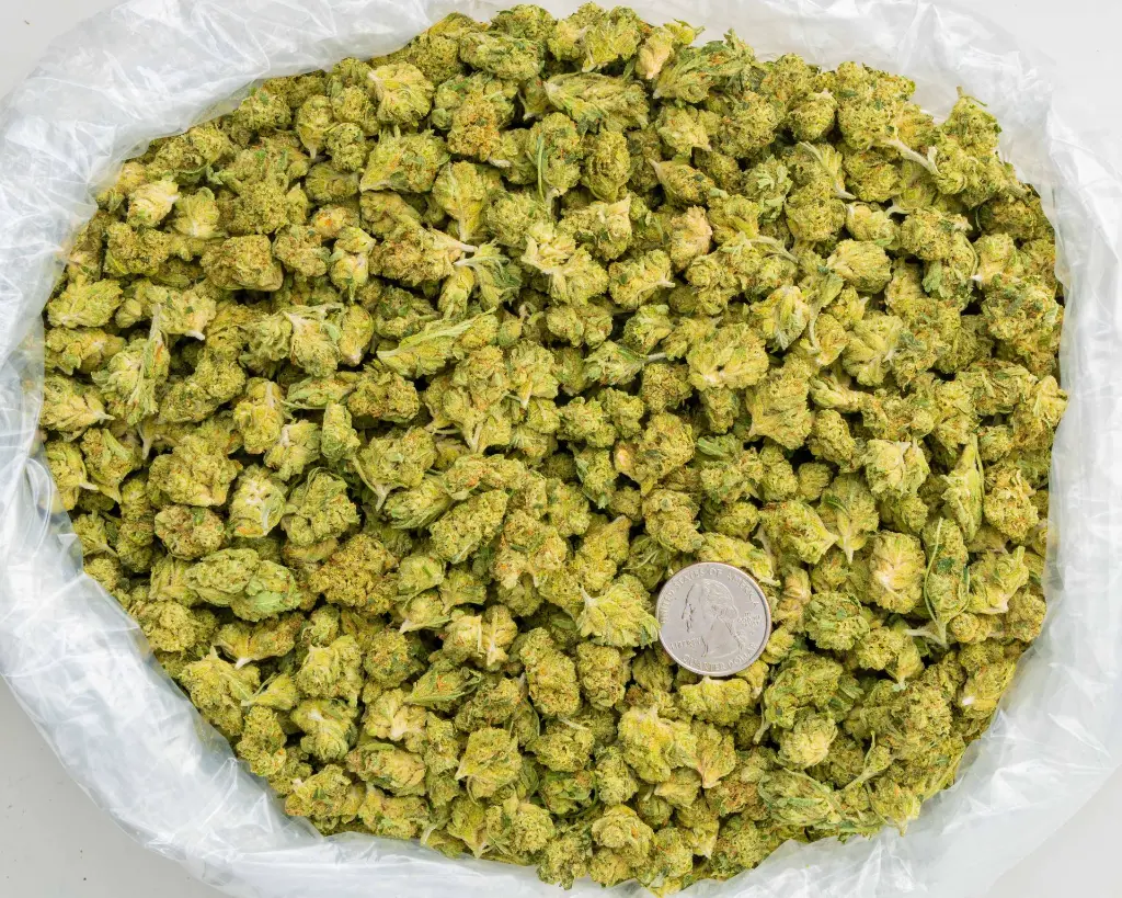 Alien OG -BAG- 092925.webp
