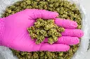 Alien OG -PINK- 092925.webp