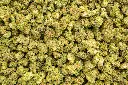 Jelly Cake -NUG- 092925.webp