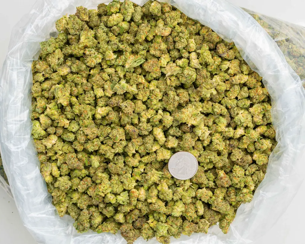 Jelly Cake -BAG- 092925.webp