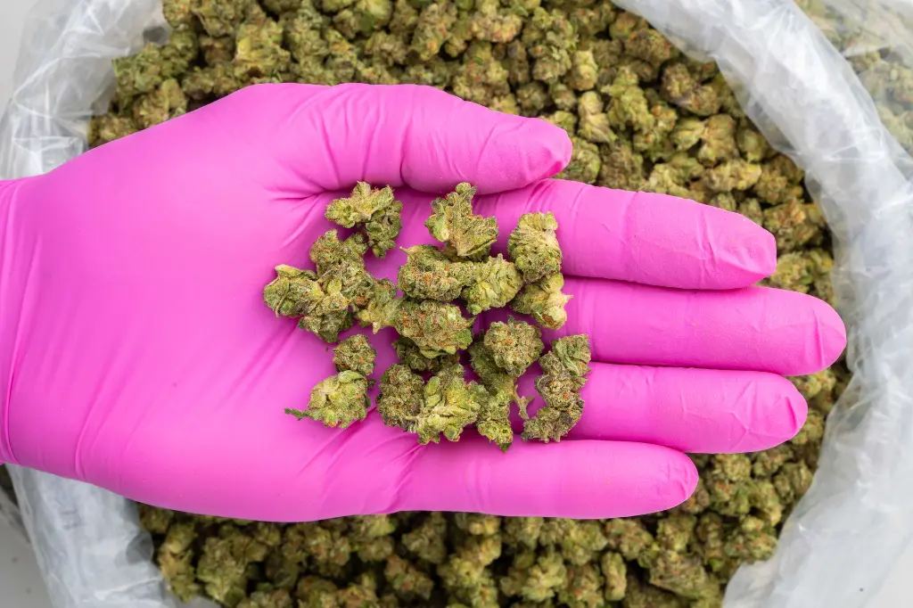 Jelly Cake -PINK- 092925.webp