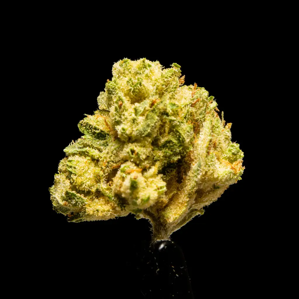 Alien OG -FLOAT- 092925 (1).webp