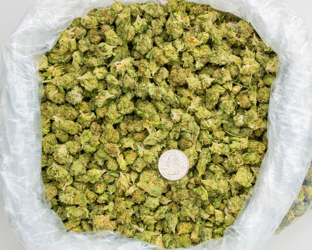 Gel 41 x DB -BAG- 092925.webp