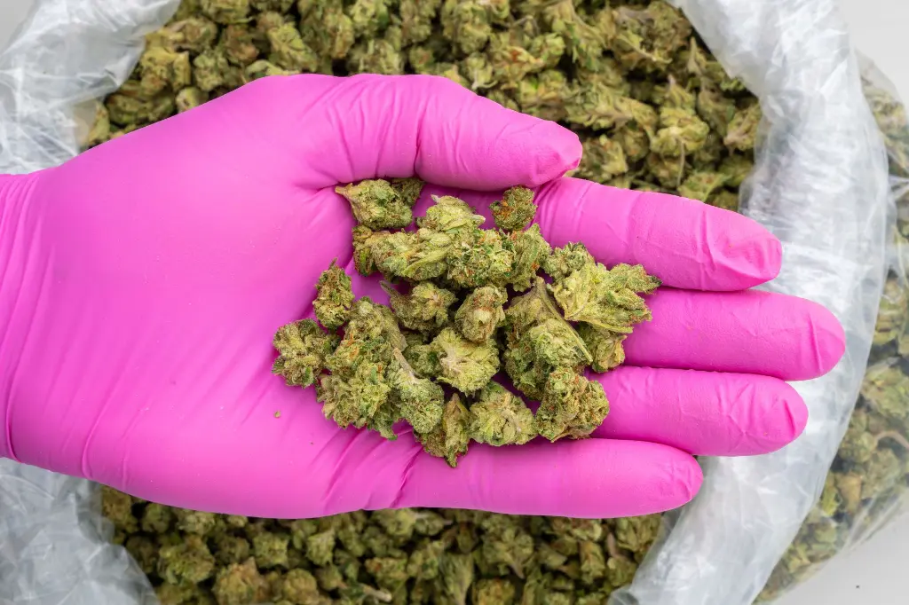 Gel 41 x DB -PINK- 092925.webp