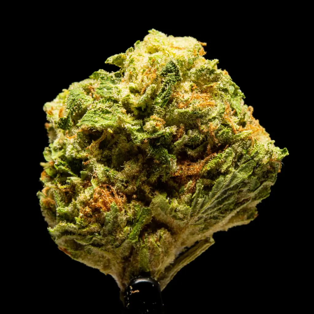 Gel 41 x DB -FLOAT- 092925.webp