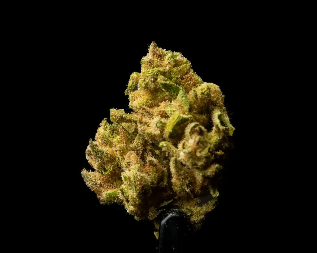 Bubble Gum Smalls -FLOAT- 051525 20250513HFSOP.webp