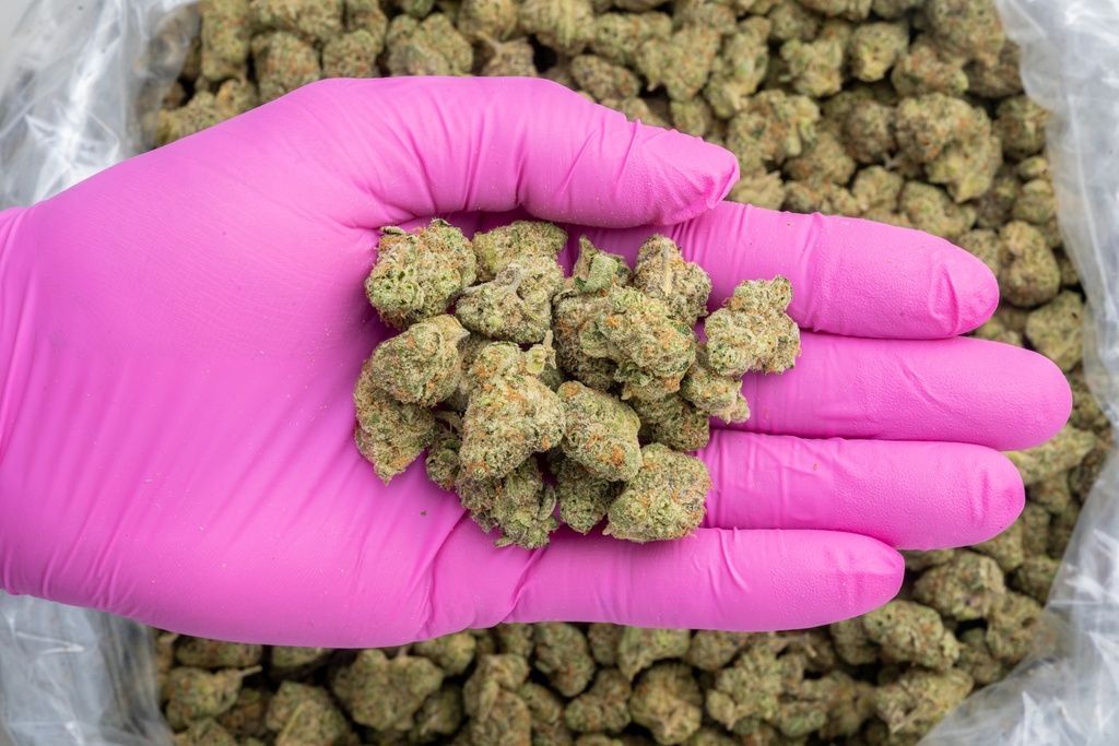 Apple Sherbet Indoor Mediums -PINK- 080125 20250731TVSOM (1).webp