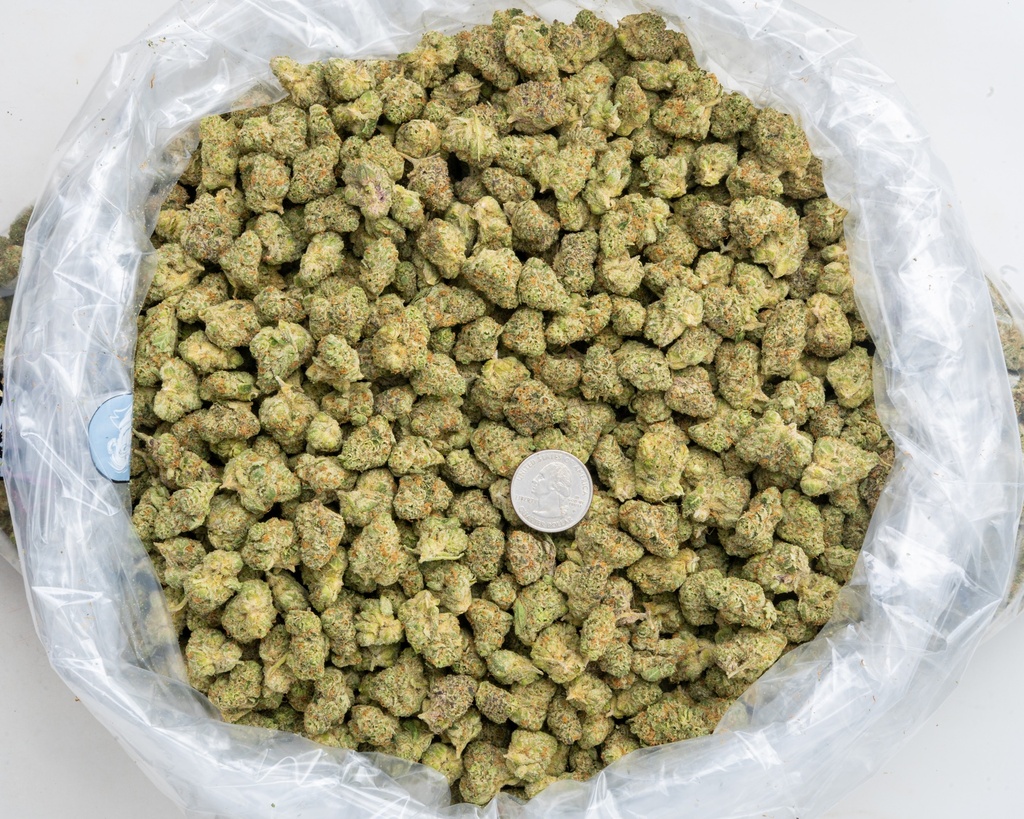 Apple Sherbet Indoor Mediums -BAG- 080125 20250731TVSOM (1).webp