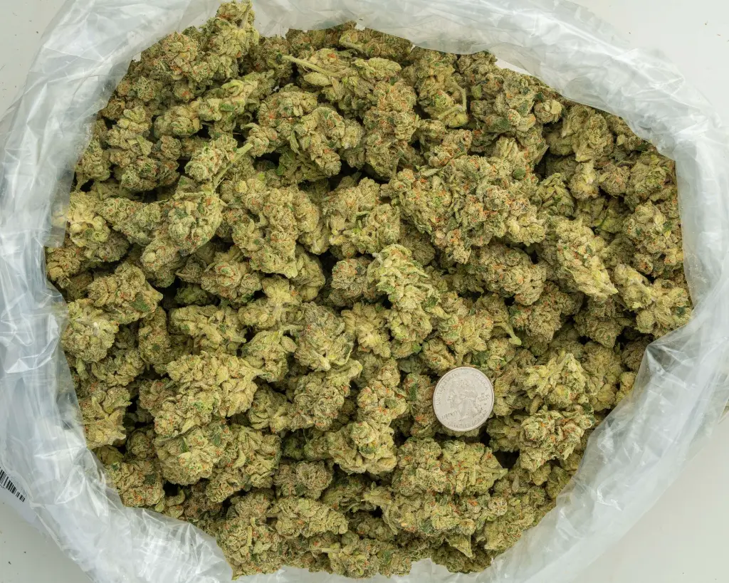LA Pop Rocks Indoor -BAG- 081525.webp