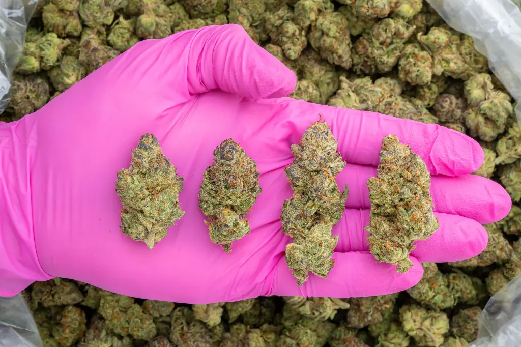 Blackberry Caviar Indoor -PINK- 101025.webp