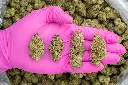 Blackberry Caviar Indoor -PINK- 101025.webp